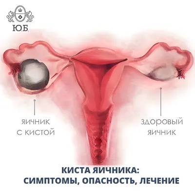 Система органов размножения - Видовые особенности яичника