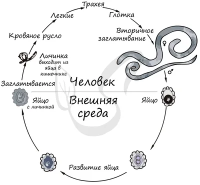 Яйцо Паразитические Нематоды Червя (аскариды) Человеческая Аскарида,  Которая Населяет Кишечник Человека И Вызывает Заболевание Аскаридоз  Фотография, картинки, изображения и сток-фотография без роялти. Image  64653074