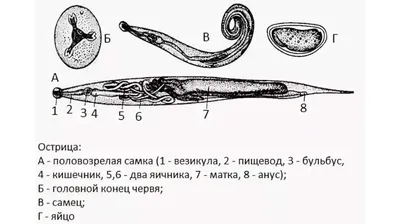 Яйцо аскариды рисунок - 93 фото