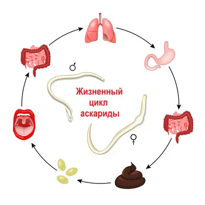 Как вывести глисты — блог медицинского центра ОН Клиник