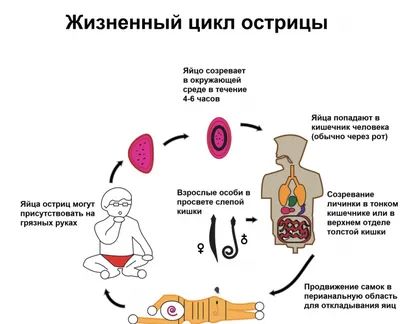 Яйца остриц рисунок - 81 фото