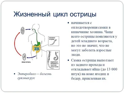 Узнаем как выглядят яйца остриц в кале? Жизненный цикл остриц