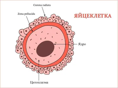 Что такое зрелость яйцеклеток или почему не каждая яйцеклетка подходит для  оплодотворения?