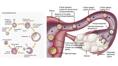 Только быстрые добираются до яйцеклетки - статьи от специалистов клиники  «Мать и дитя»