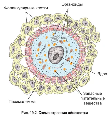 Женская яйцеклетка умеет «выбирать» сперматозоиды: ее обладательница тут ни  при чем