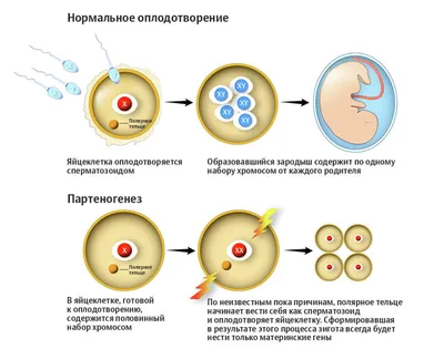 Яйцеклетка и сперма иллюстрация штока. иллюстрации насчитывающей зародышево  - 148234420