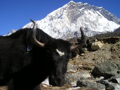 Непал Як Тибетский - Бесплатное фото на Pixabay - Pixabay