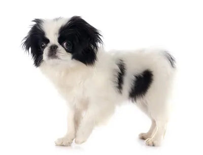 Японский хин (Japanese Chin) | фото, описание породы, характер, уход |  Dogs, Animals