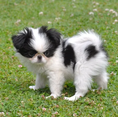 Японский хин (Japanese Chin) - порода умная, игривая и веселая. Описание,  фото и отзывы о собаке.