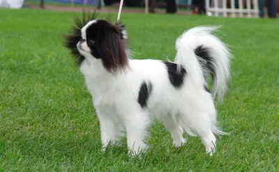 Японский хин (Japanese Chin) - порода умная, игривая и веселая. Описание,  фото и отзывы о собаке.