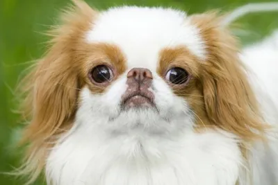 Японский хин / Japanese Chin (Japanese Spaniel) - PetsPoint.ru