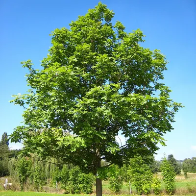 Ясень обыкновенный \"Fraxinus excelsior\" купить по цене 1200 рублей от  питомника саженцев и растений Центросад | Фото и консультация по уходу