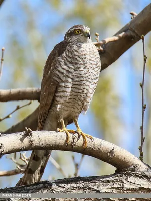 Ястреб-перепелятник (Accipiter nisus)