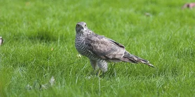 Фотография Птицы Ястреб red-tailed hawk ветка Животные