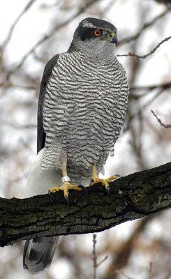 Ястреб-перепелятник (Accipiter nisus)