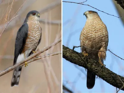 Фотография Птицы Ястреб Eurasian sparrowhawk Животные