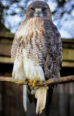 Американский перепелятник/Куперов ястреб - eBird