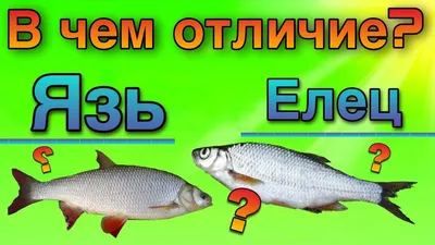 Язь или Голавль? | ВКонтакте