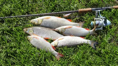 Язь на полтора кило на вечерней рыбалке на малой речке | Пикабу