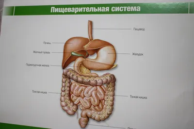 Язвенная болезнь желудка и 12-перстной кишки