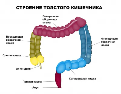 Неспецифический язвенный колит - причины появления, симптомы заболевания,  диагностика и способы лечения