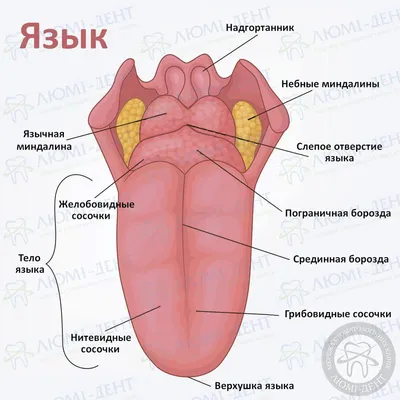 Почему у ребенка желтый или оранжевый язык? Ответы врачей