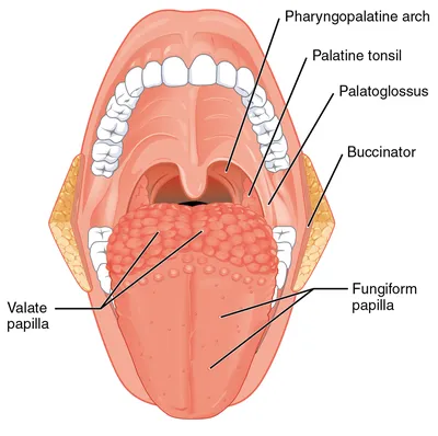 Анатомия человеческого языка | Анатомия и физиология | Дзен