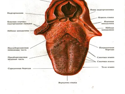 Лив-он Шри Шри Для восстановления печени При гепатите 3 х 60 Mandala Health  158127605 купить за 148 700 сум в интернет-магазине Wildberries