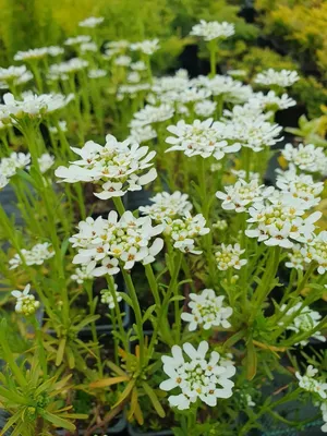 Иберис вечнозеленый (Iberis sempervirens)