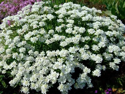 Иберис вечнозеленый (iberis sempervirens) - купить многолетники с доставкой  по Украине в магазине Добродар