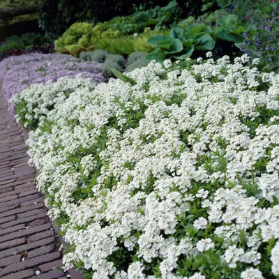 Iberis sempervirens 'Masterpiece', Иберис вечнозеленый  'Мастерпис'|landshaft.info