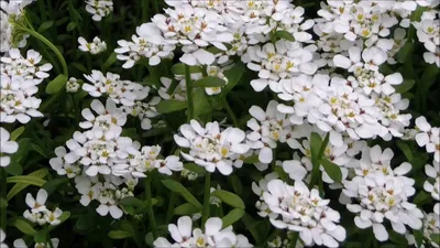 Купите иберис вечнозелёный вайтаут 🌹 из питомника Долина роз с доставкой!