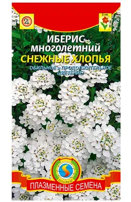 Цветы разные Иберис вечнозелёный Сноуфлэйк (Iberis sempervirens Snowflake)  Р9 купить по цене 184 руб. | Доставка Смоленск, Москва, СпБ