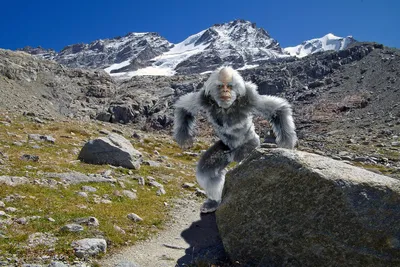 Forscher untersuchen Haare: Yeti-Rätsel endgültig gelöst | STERN.de