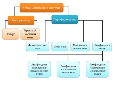 Как работает иммунитет?