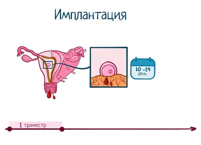 Клиника репродукции и генетики | ЭКО | ВМИ | Минск on Instagram: \"После  того, как эмбрион перенесен в полость матки, ему предстоит важная и  ответственная «миссия» – имплантироваться в стенку матки, чтобы