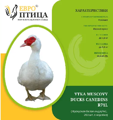 Мускусная белая индоутка (MUSCOVY DUCKS Canedins R71L) Франция купить в  интернет-магазине «ЕвроПтица» с доставкой в Новосибирске и России