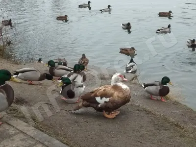 ФЕРМА Макаренко - Утята индоутки или мускусной утки🦆 ⠀ Индоутка одна из  самых востребованных птиц в современно. фермерском хозяйстве. ⠀  ——————————————————— ⠀ Утята от 1 недели – от 350 ₽/шт. ⠀ #ферма_макаренко #