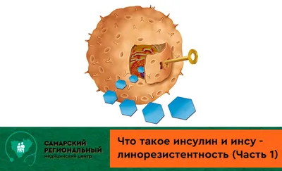 Научно-Диагностический центр Immunogen test - Инсулинорезистентность – это  снижение чувствительности тканей организма к действию инсулина. В середине  90-х годов в ходе многочисленных исследований была доказана роль  инсулинорезистентности в развитии ...