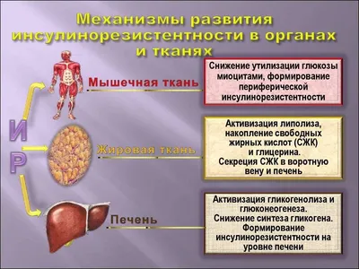 Что такое инсулин и инсулинорезистентность (Часть 1) - Самарский  региональный медицинский центр г. Сызрань