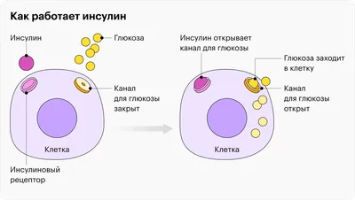 Инсулинорезистентность, преддиабет, сахарный диабет 2 типа. Как развивается  СД2? | Путь к себе | Дзен