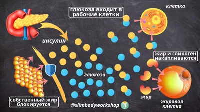 Инсулинорезистентность, преддиабет, сахарный диабет 2 типа. Как развивается  СД2? | Путь к себе | Дзен