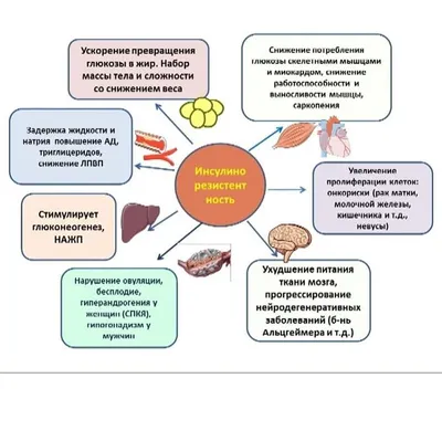 Как определить инсулинорезистентность? — Яна Сёмкина на vc.ru