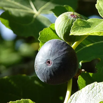 Инжир Муассон (Moisson), Крымский Черный, самоплодный сорт, 3-х летний ᐉ  купить с доставкой почтой по Украине в питомнике Биосад