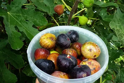 Купить Инжир сушеный весовой с доставкой на дом в Астане - Мир сухофруктов