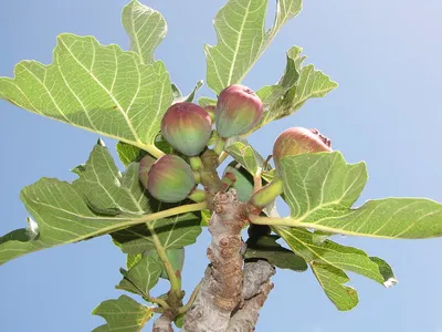 Инжир Муассон (Moisson), Крымский Черный, самоплодный сорт, 3-х летний ᐉ  купить с доставкой почтой по Украине в питомнике Биосад