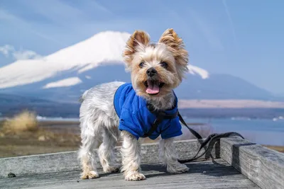 Йоркширский терьер (Yorkshire Terrier) – фото, описание породы, стрижка и  одежда, отзывы владельцев