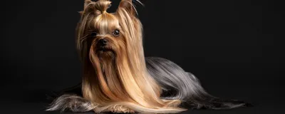 Йоркширский терьер (Yorkshire Terrier) – фото, описание породы, стрижка и  одежда, отзывы владельцев