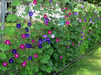 Вьюнок Ипомея (лат. Ipomoea purpurea) СЕМЕНА 25 шт + подарок | AliExpress