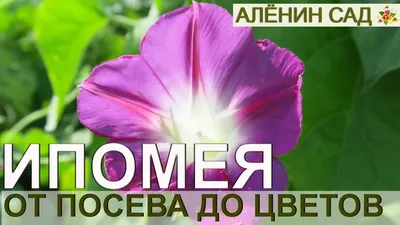 Ипомея Кашпо - Однолетние цветы - Рассада - Растения - Каталог -  marusin-sad.com